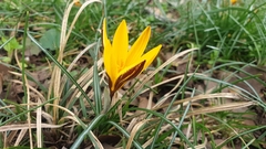 Crocus angustifolius