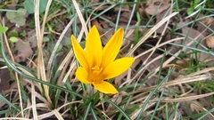 Crocus angustifolius