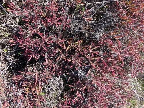 Hot Rock Penstemon (Penstemon deustus)