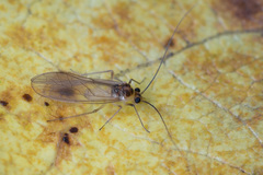 Stenopsocus immaculatus