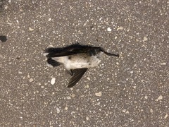 Archilochus colubris