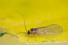 Stenopsocus immaculatus