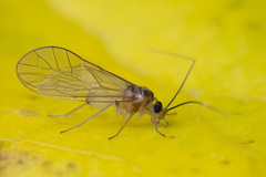 Stenopsocus immaculatus