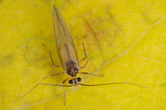 Stenopsocus immaculatus