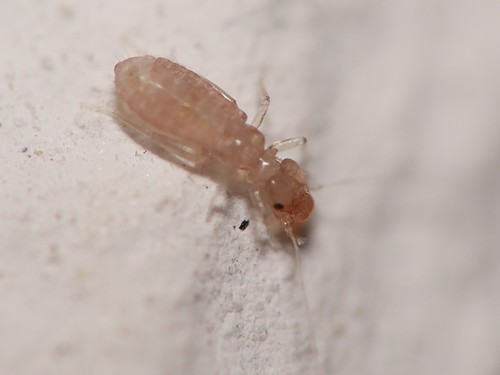 Booklouse