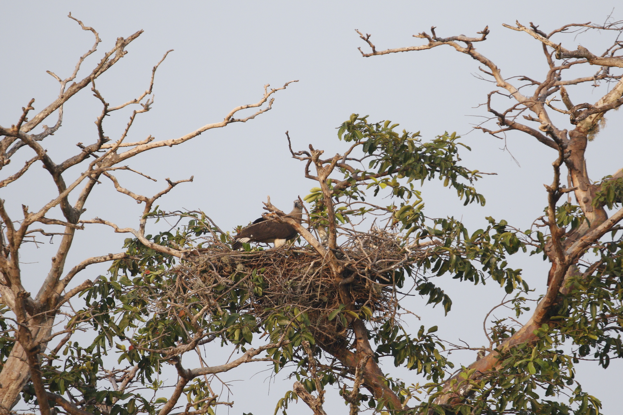 Grey-headed Fish Eagle (Icthyophaga ichthyaetus), photo 8