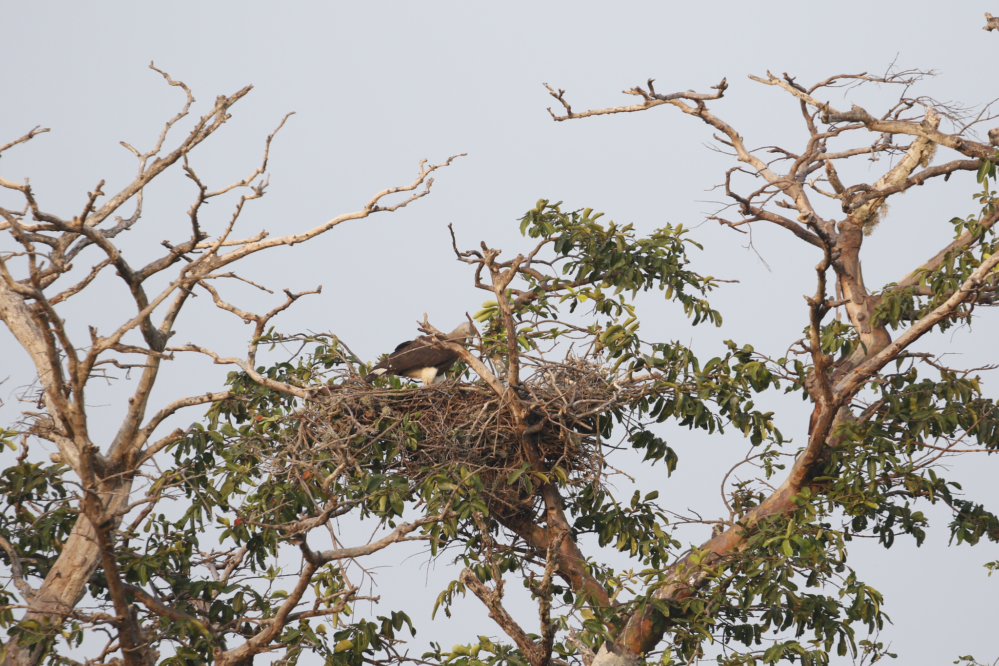 Grey-headed Fish Eagle (Icthyophaga ichthyaetus), photo 9