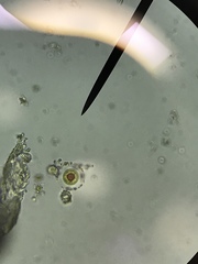 Haematococcus lacustris