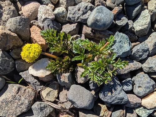Watson's Desertparsley (Lomatium watsonii)