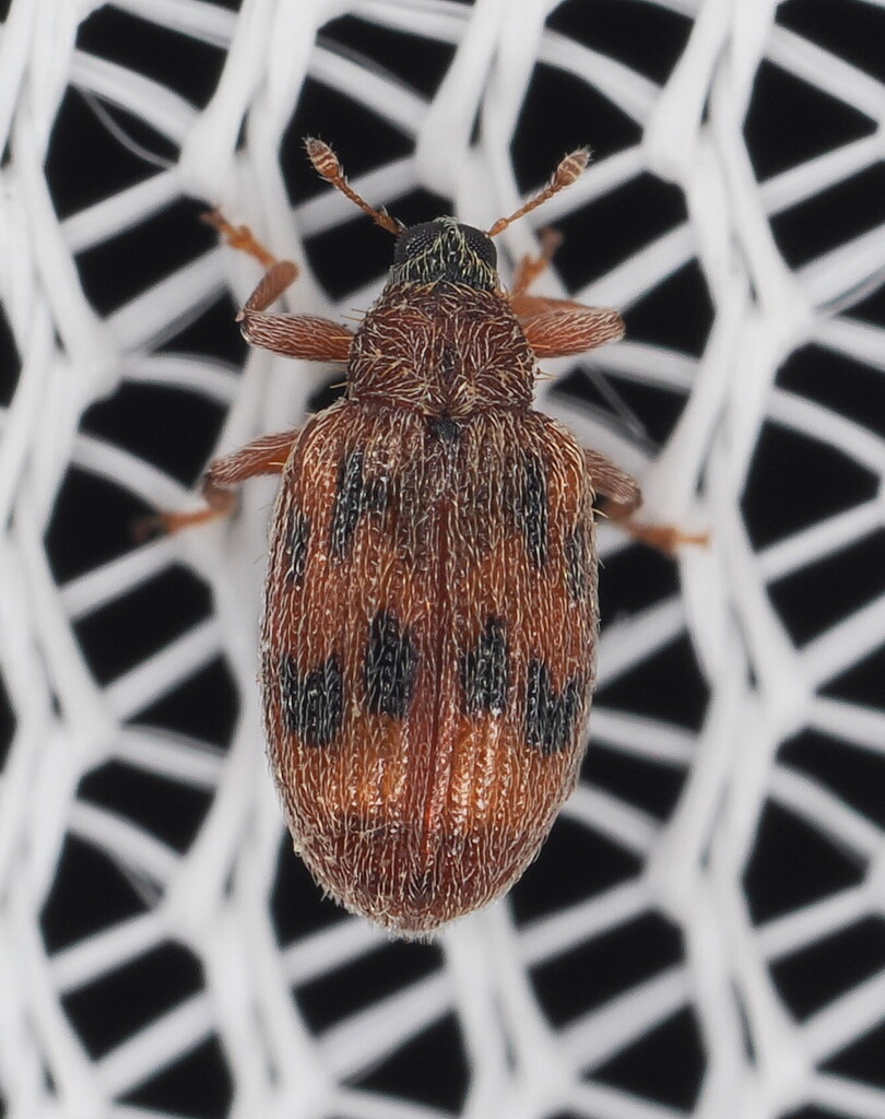 European Elm Flea Weevil
