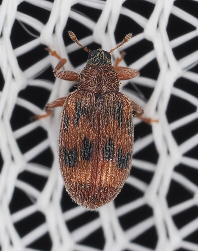 European Elm Flea Weevil