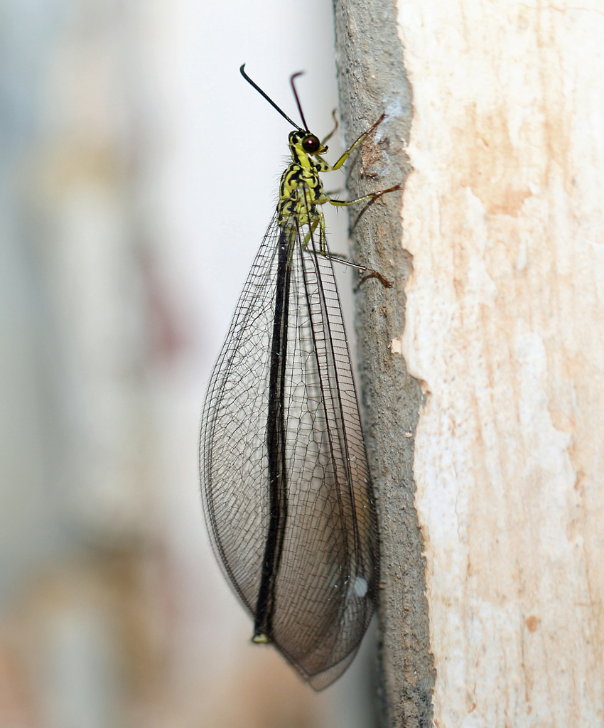 Gregarious Antlion