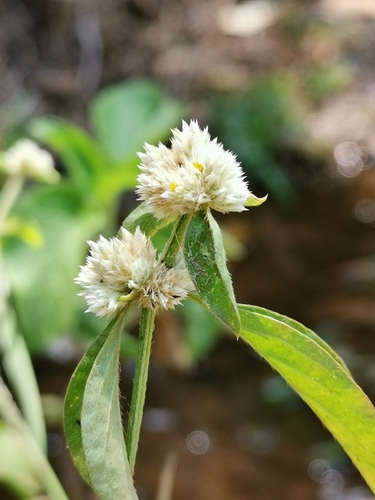 Sanguinaria (Alternanthera ficoidea)