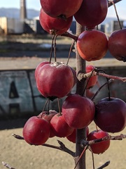 Malus × dawsoniana