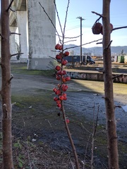 Malus × dawsoniana