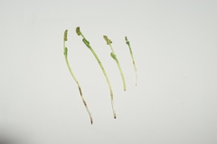 Botrychium tenebrosum