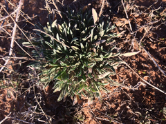 Heterotheca angustifolia