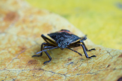 Rhacognathus punctatus