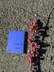 Malus × dawsoniana