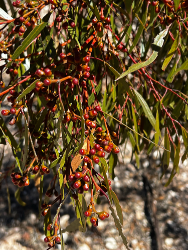 Gilja (Eucalyptus brachycalyx)