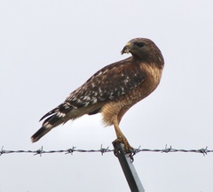 Buteo lineatus lineatus