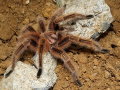 Grammostola rosea