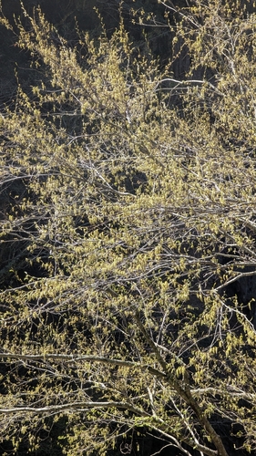 Salix fulvopubescens, photograph 3