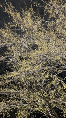 (c) Cheng-Te Hsu, some rights reserved (CC BY) Salix fulvopubescens, photograph (c) Cheng-Te Hsu, some rights reserved (CC BY)