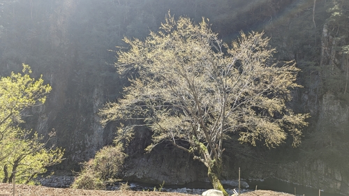 Salix fulvopubescens, photograph 4