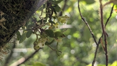 Gastrochilus formosanus