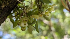 Gastrochilus formosanus, photograph (c) Cheng-Te Hsu, some rights reserved (CC BY)