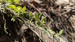 Gastrochilus formosanus, photograph (c) Cheng-Te Hsu, some rights reserved (CC BY)