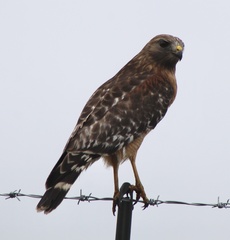 Buteo lineatus lineatus