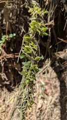 Gastrochilus formosanus, photograph (c) Cheng-Te Hsu, some rights reserved (CC BY)