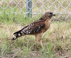 Buteo lineatus lineatus
