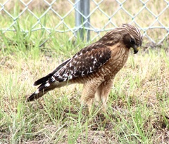 Buteo lineatus lineatus