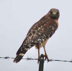 Buteo lineatus lineatus