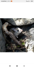 Peromyscus labecula