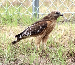 Buteo lineatus lineatus