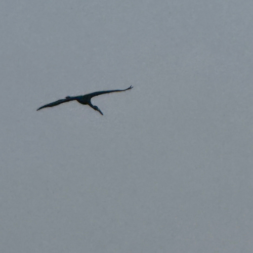 Mainland African Openbill