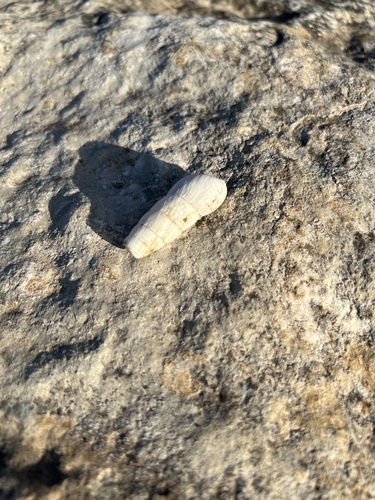 Rumina decollata