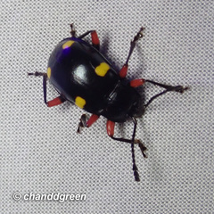 Eumorphus quadriguttatus pulchripes