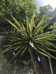 Hesperoyucca