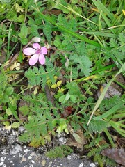 Erodium cicutarium