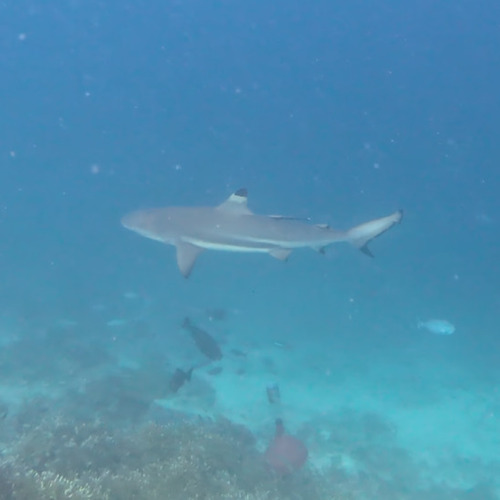 Carcharhinus melanopterus