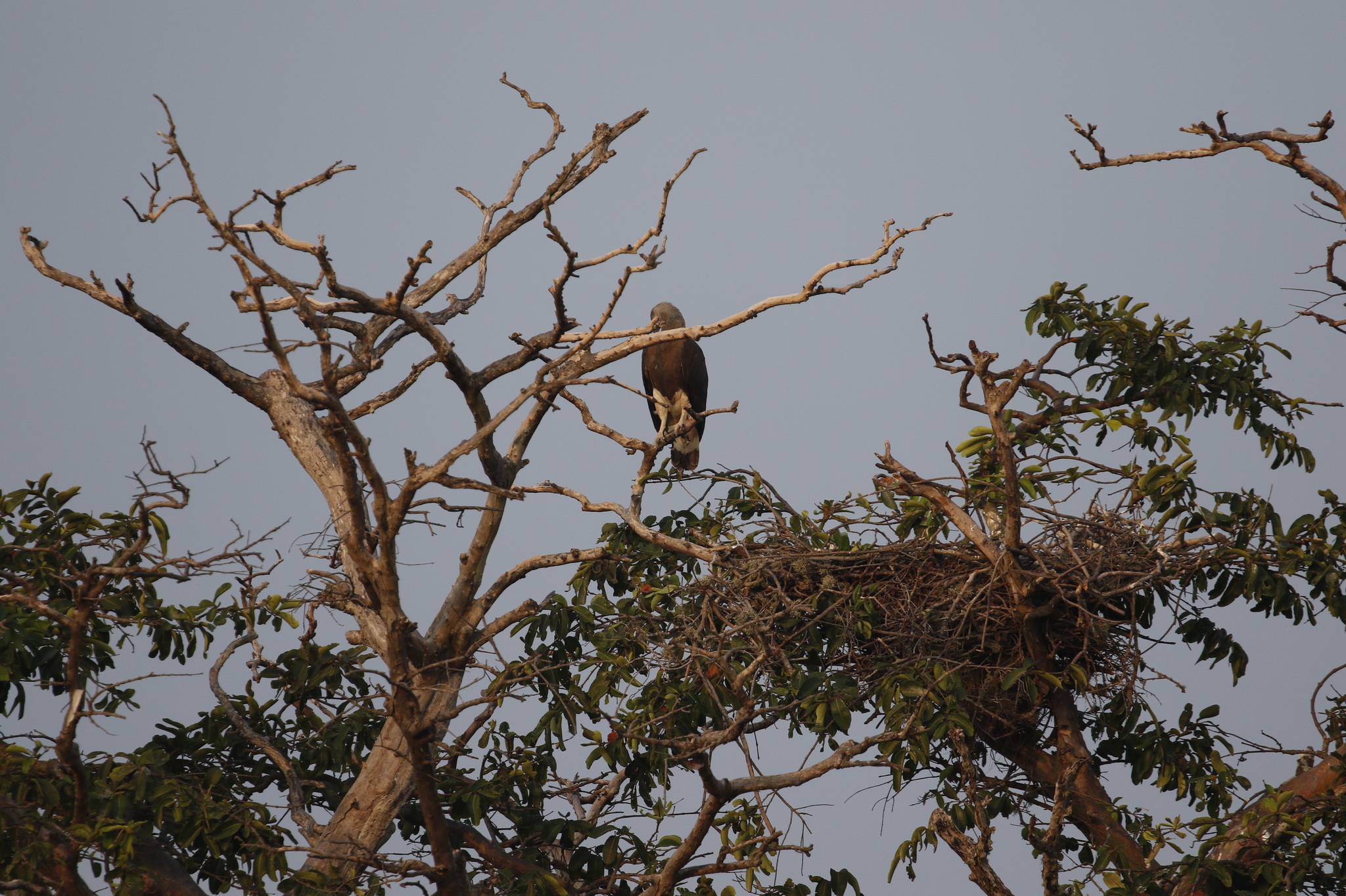 Grey-headed Fish Eagle (Icthyophaga ichthyaetus), photo 10