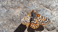 Euphydryas editha quino