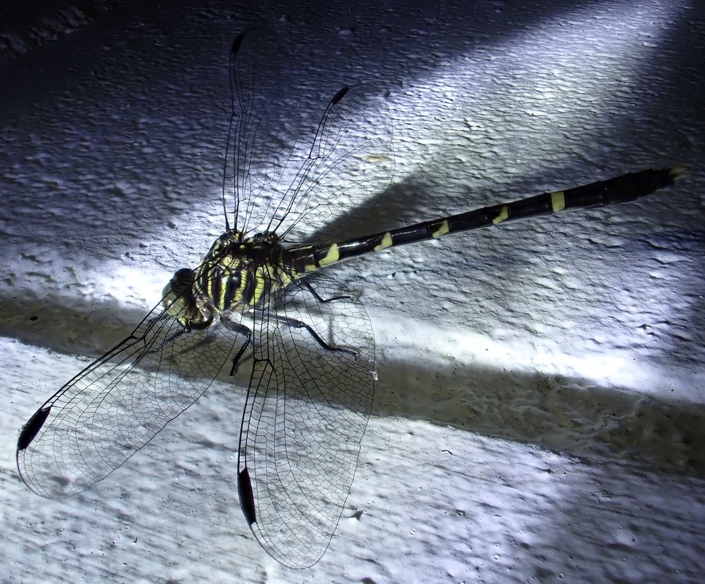 Zonophora calippus
