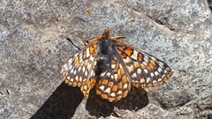 Euphydryas editha quino