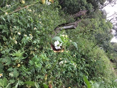 Achlyodes busirus rioja